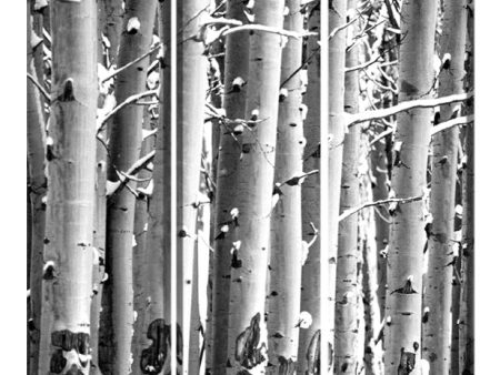 48  X 72  Gray And White Wood Canvas Birch  Screen Online Sale