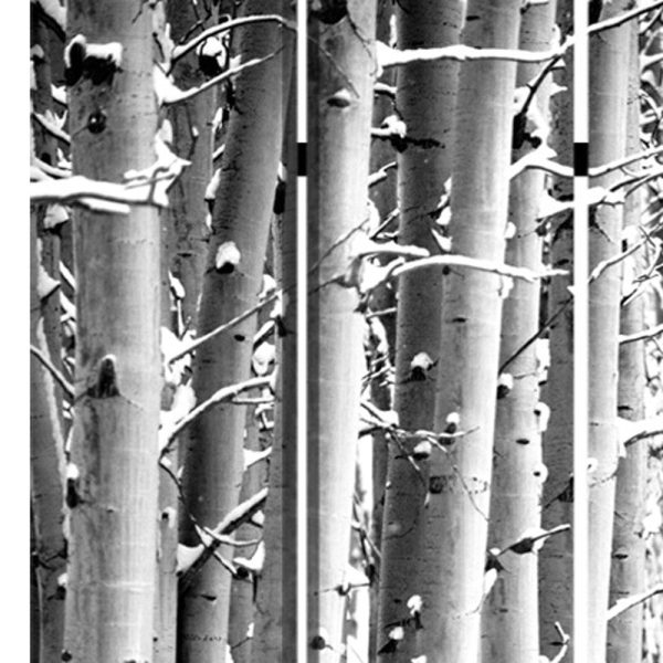 48  X 72  Gray And White Wood Canvas Birch  Screen Online Sale